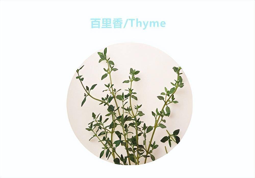 香草最新网站，时代味蕾与心灵栖息的交融之地