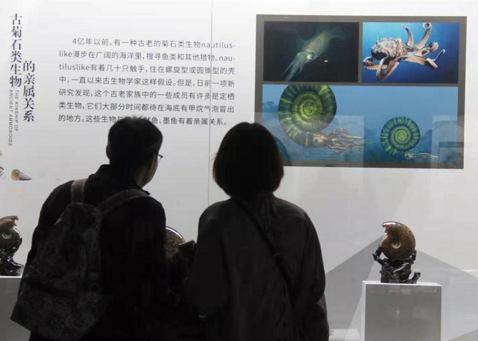 贝壳最新款，时尚潮流与科技创新的完美结合风潮引领者