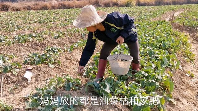 复合肥最新价格探讨，成本与价值的观点碰撞分析