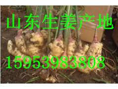 山东生姜行情深度解析，市场走势与论述展望