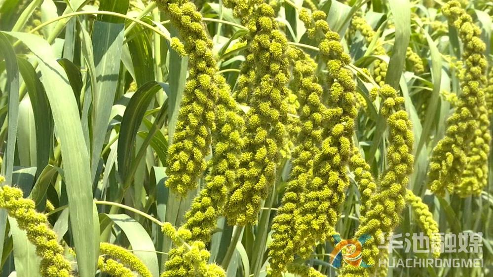 商务信息咨询 第278页